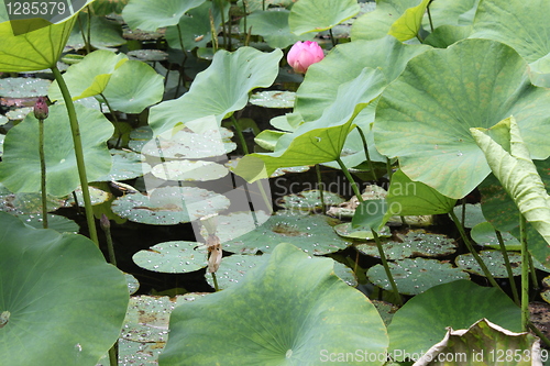 Image of lotus