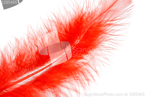 Image of red feather of a bird