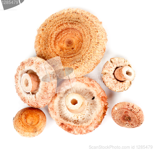 Image of handful of mushrooms