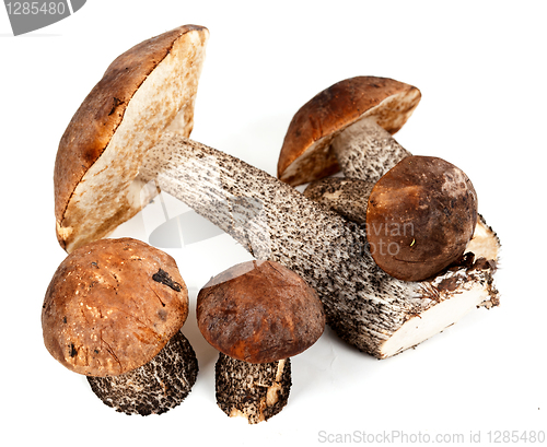 Image of handful of mushrooms