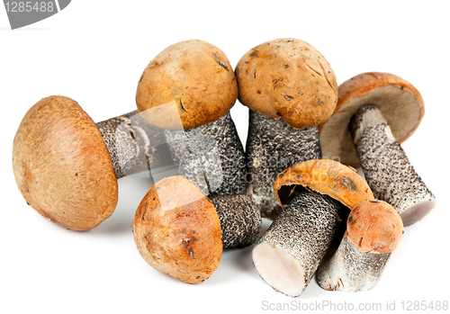Image of handful of mushrooms