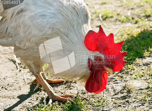 Image of Racy white rooster