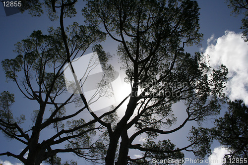 Image of Silhouette of tree
