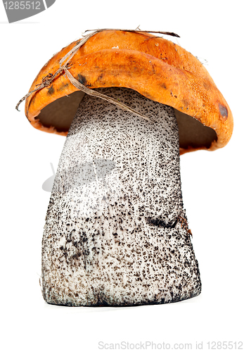 Image of boletus mushrooms