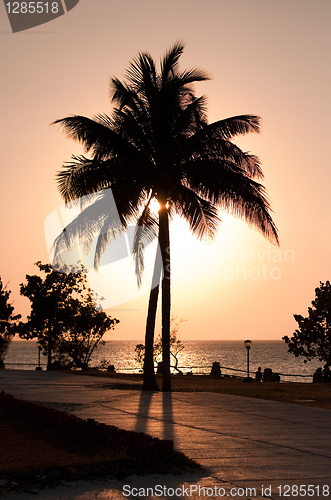 Image of Palmtree Contre-Jour