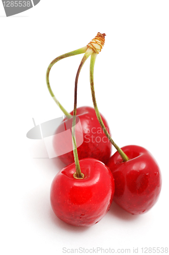 Image of Cherry