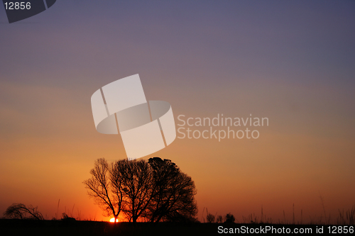 Image of Sunset tree