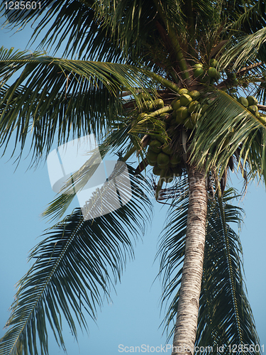 Image of Coconut tree