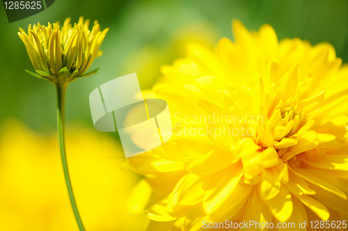 Image of Yellow flower