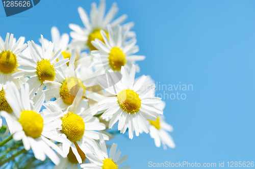 Image of Camomiles against the sky