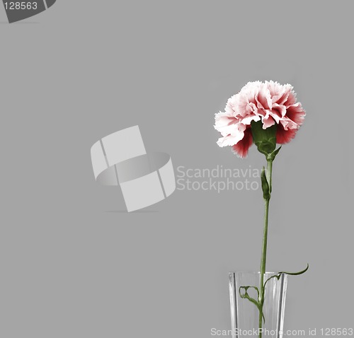 Image of pink carnation