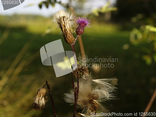 Image of Dry thistles