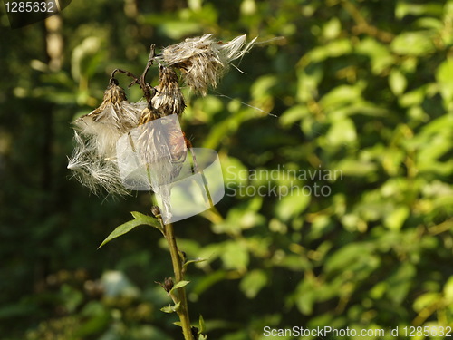 Image of Dry thistles