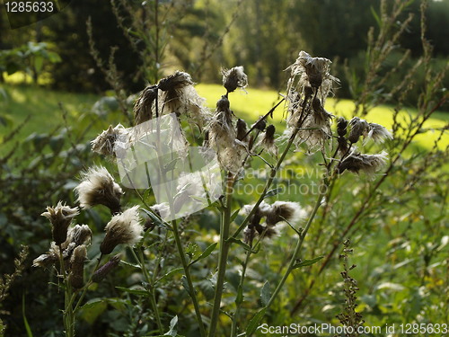 Image of Dry thistles