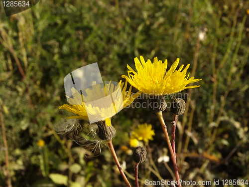 Image of dandelion flowers