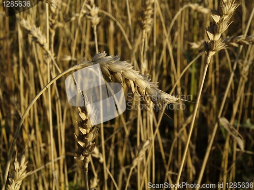 Image of wheat field detail