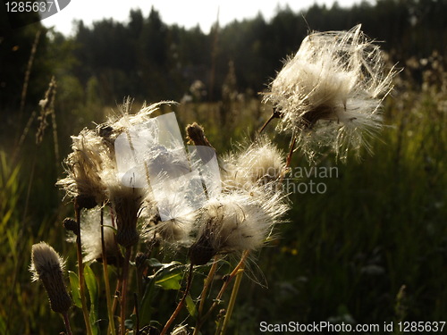 Image of Dry thistles