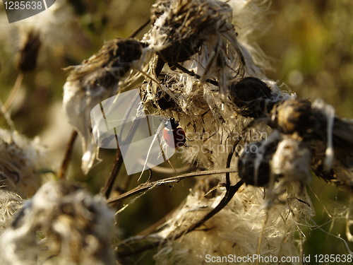 Image of Dry thistles