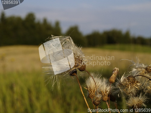 Image of Dry thistles