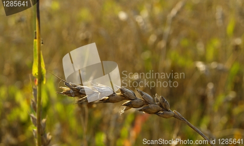 Image of wheat field detail