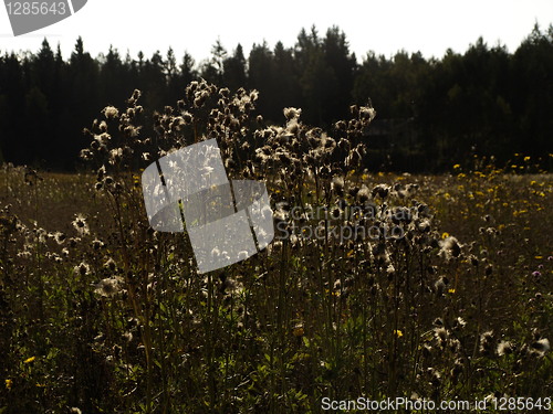 Image of dry thistles