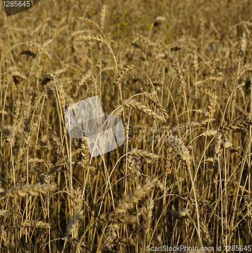 Image of wheat field detail