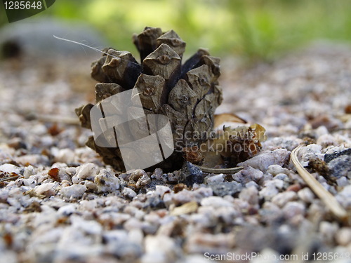 Image of pine cone