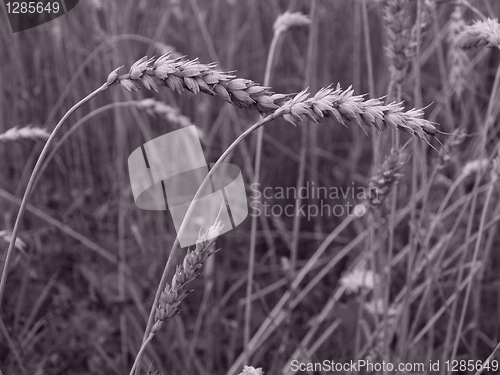 Image of wheat field detail