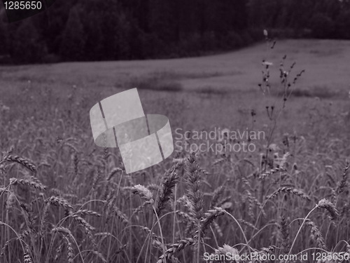 Image of wheat field detail