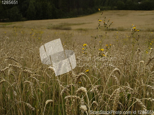 Image of wheat field detail