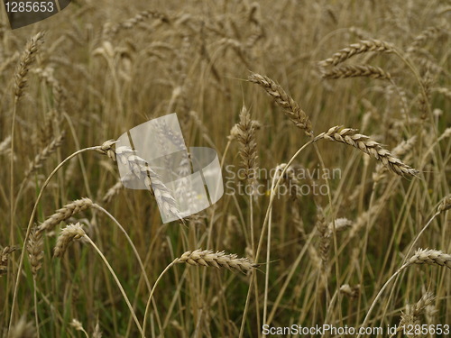 Image of wheat field detail