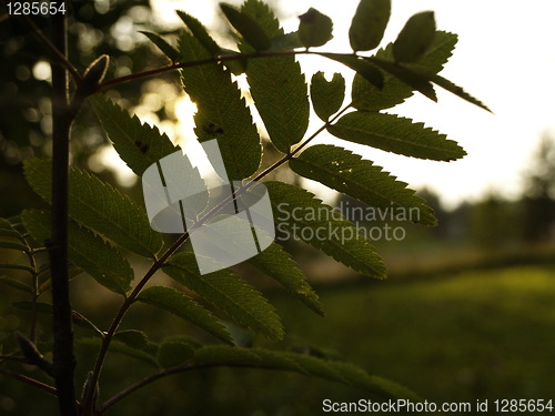 Image of ash tree leafs