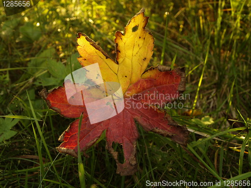 Image of Leaf in early autumn