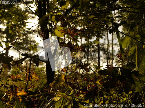 Image of Autumn scenery