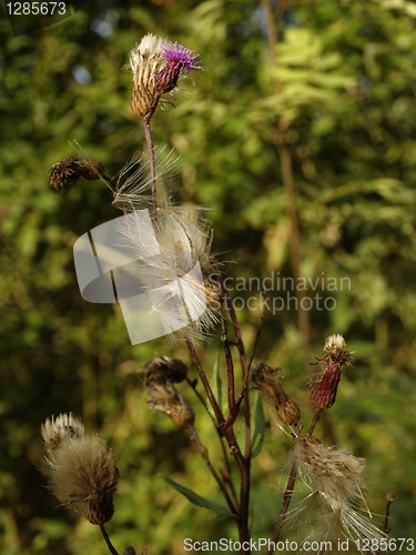 Image of Dry thistles