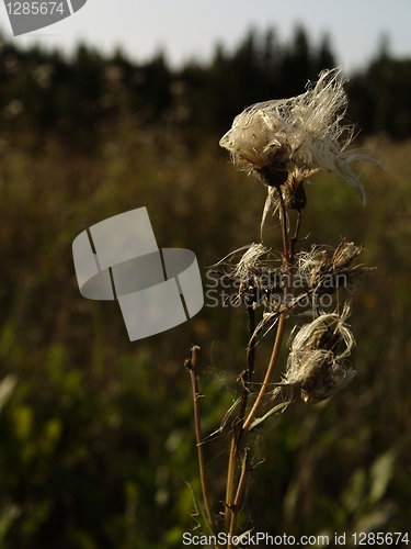 Image of Dry thistles