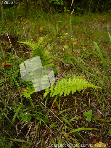 Image of fern