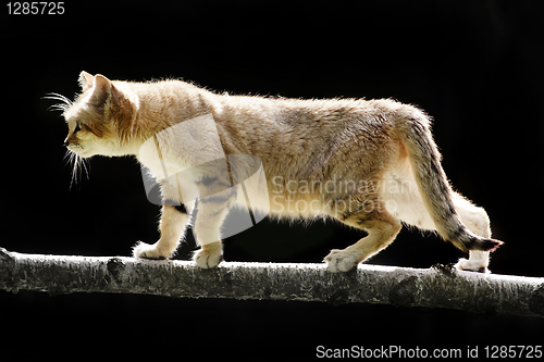 Image of Sand cat, Felis margarita