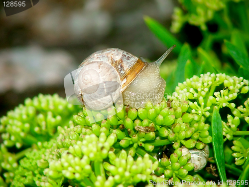 Image of snail