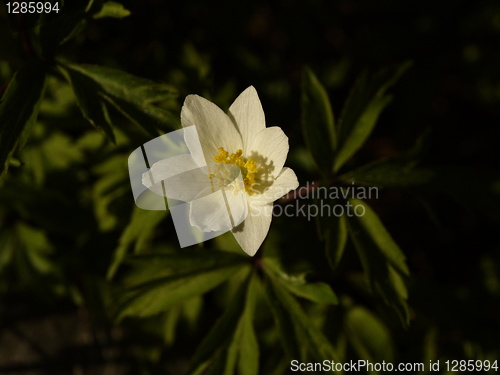 Image of white flower