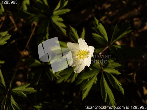 Image of white flower