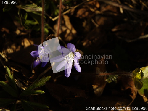 Image of purple flower