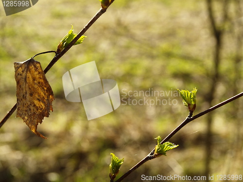 Image of sprouts and dry leaf