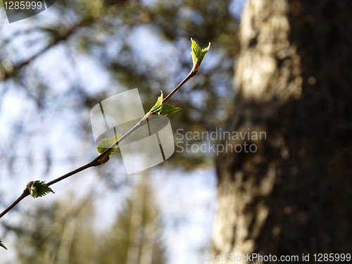 Image of branch with sprouts