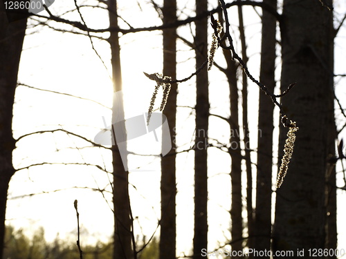 Image of catkins and alder trunks