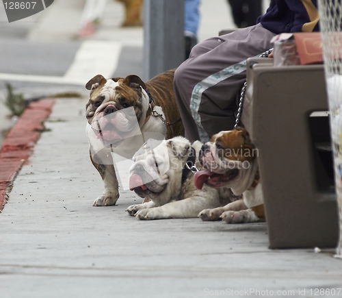 Image of Muscle Dogs