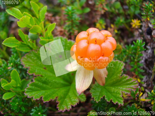 Image of Amber-coloured cloudberry