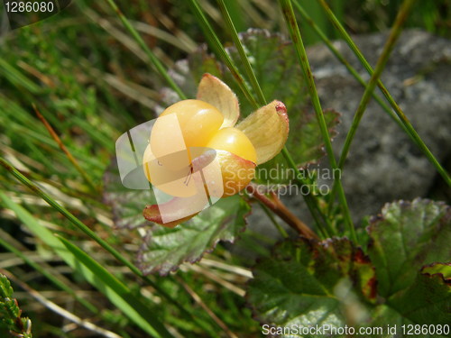 Image of Yellow cloudberry