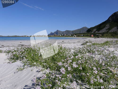 Image of Sandy beach with flowers in Lofoten islands, the Arctic Ocean, Norway