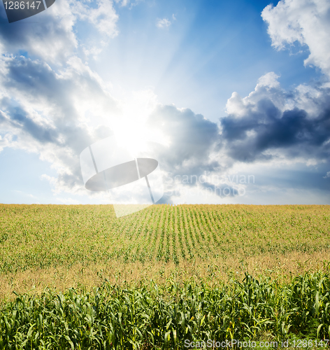 Image of field with green maize